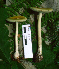 Amanita sp. 36 - undescribed taxon of section Amanita, FU-0109