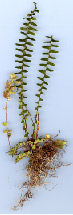 Plant of Ebony Spleenwort (Asplenium platyneuron)